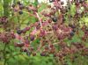 image of Aralia spinosa