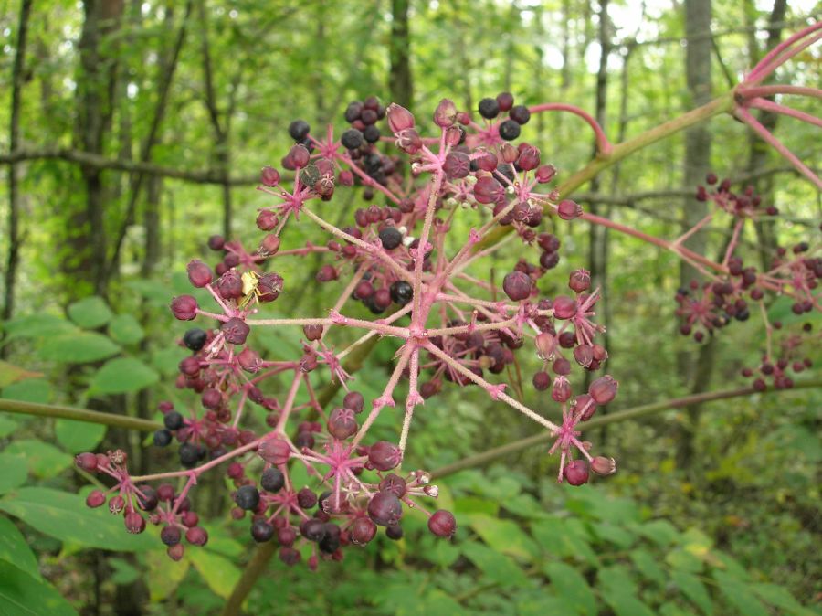 Araliaceae Aralia spinosa