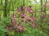 image of Aralia spinosa