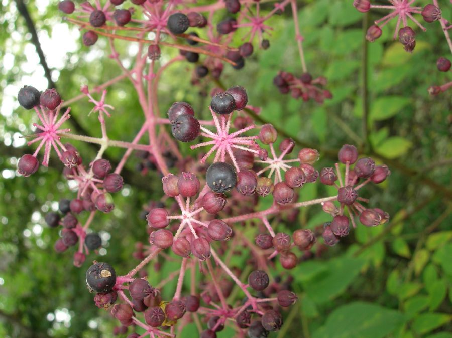 Araliaceae Aralia spinosa
