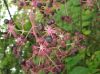 image of Aralia spinosa