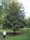 image of Magnolia grandiflora