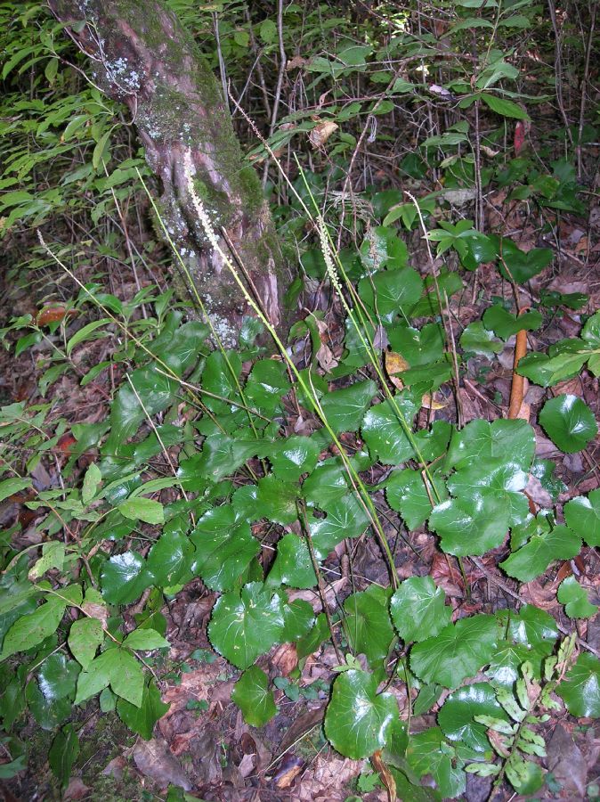 Diapensiaceae Galax aphylla