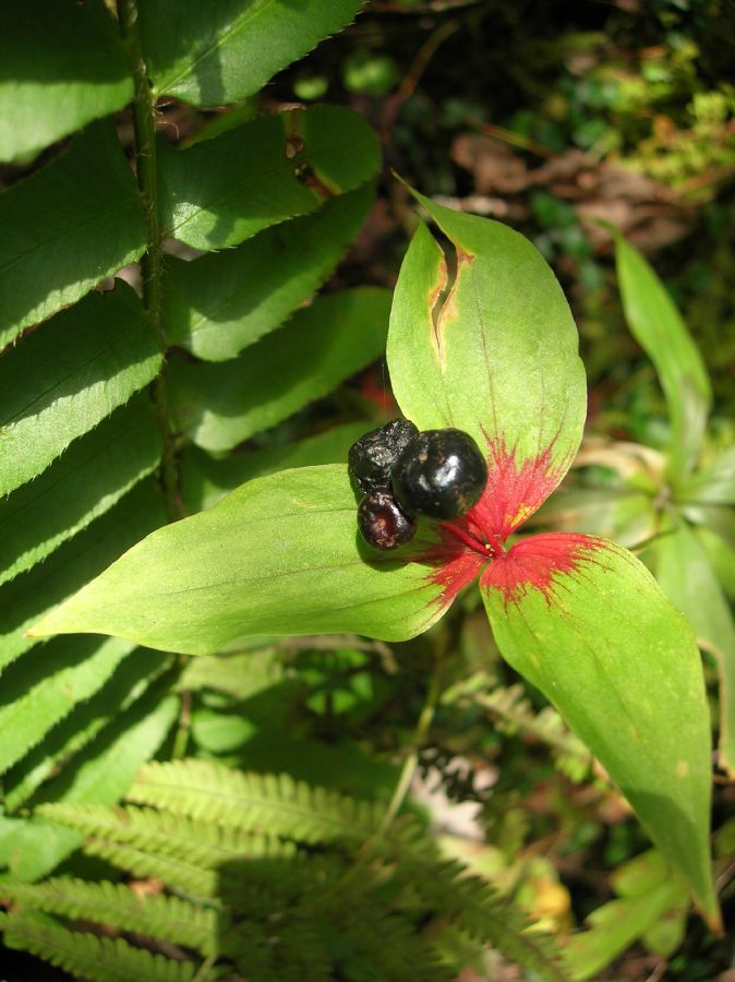 Liliaceae Medeola virginiana
