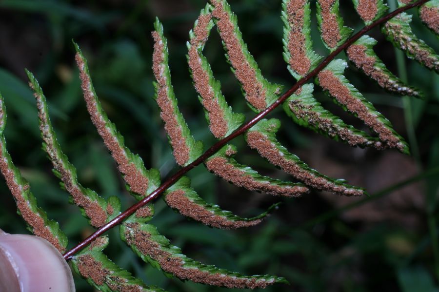 Aspleniaceae Asplenium platyneuron