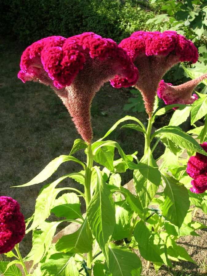 Amaranthaceae Celosia argentea