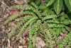 image of Athyrium filix-femina