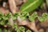 image of Athyrium filix-femina