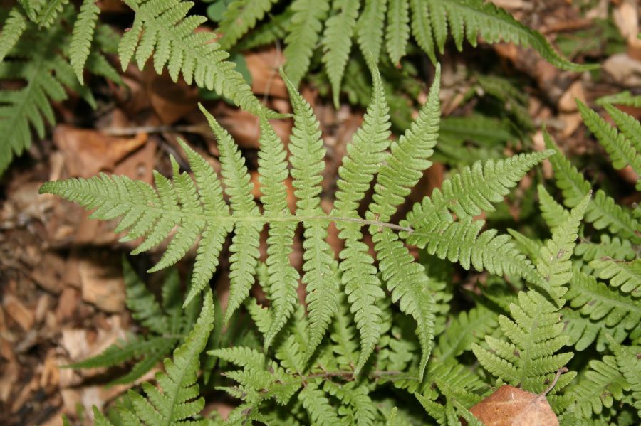 Thelypteridaceae Phegopteris connectilis