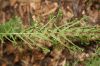 image of Athyrium filix-femina