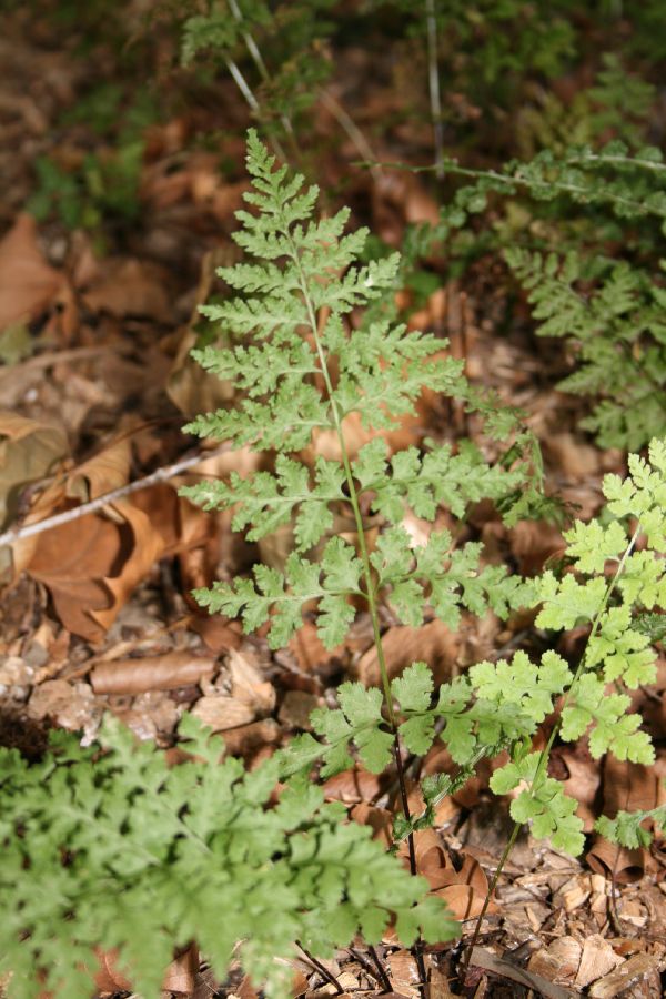 Cystopteridaceae Cystopteris protrusa