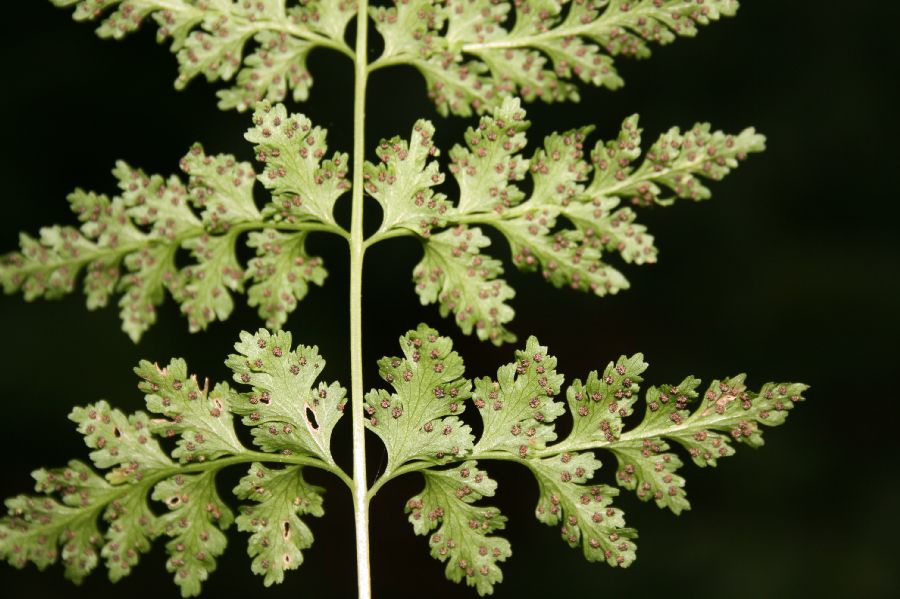 Cystopteridaceae Cystopteris protrusa