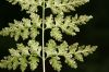 image of Cystopteris protrusa