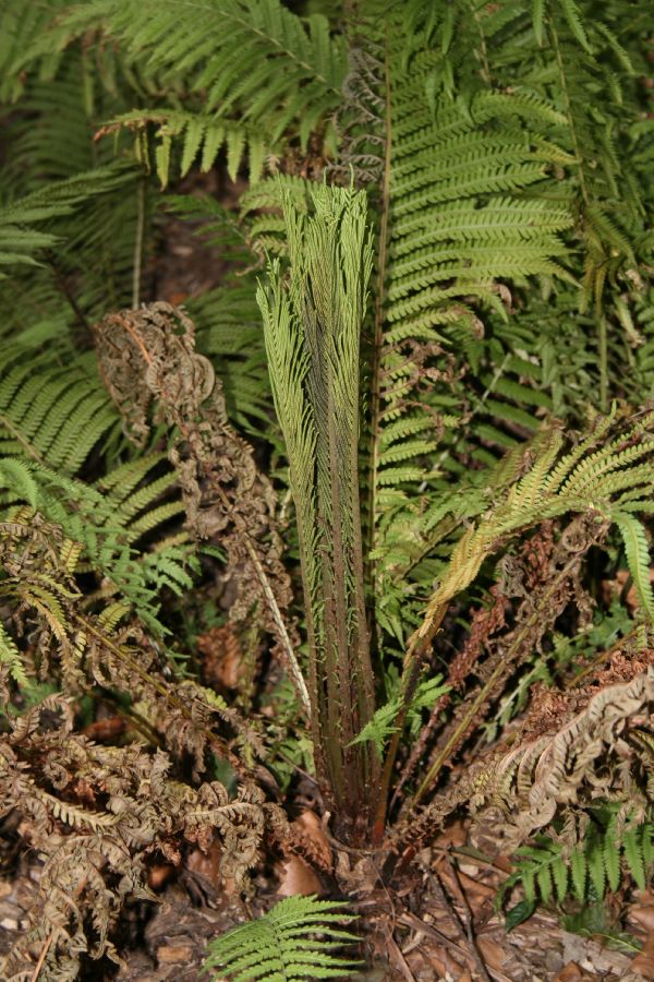 Onocleaceae Matteuccia struthiopteris