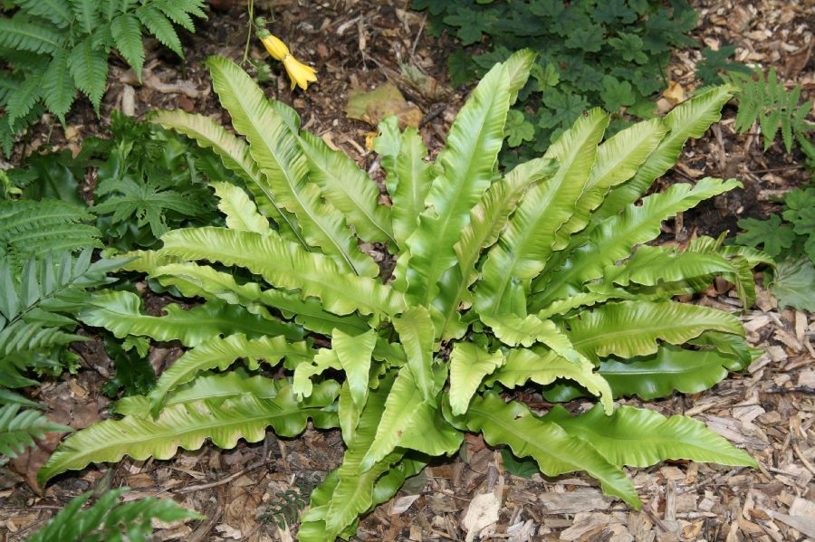 Aspleniaceae Asplenium scolopendrium