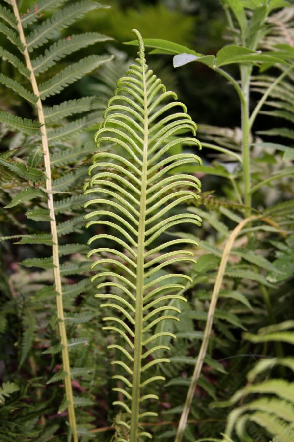 Onocleaceae Matteuccia struthiopteris