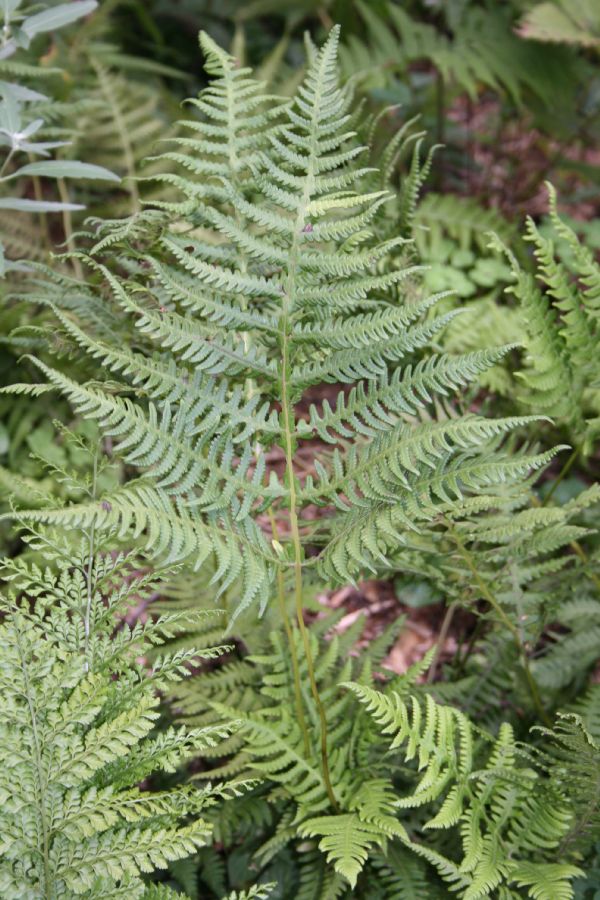 Thelypteridaceae Phegopteris hexagonoptera