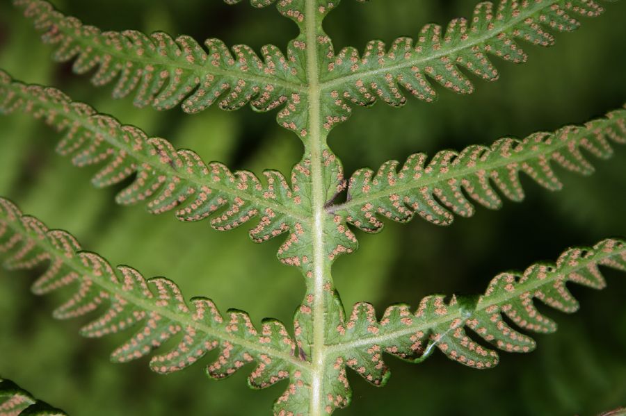 Thelypteridaceae Phegopteris hexagonoptera