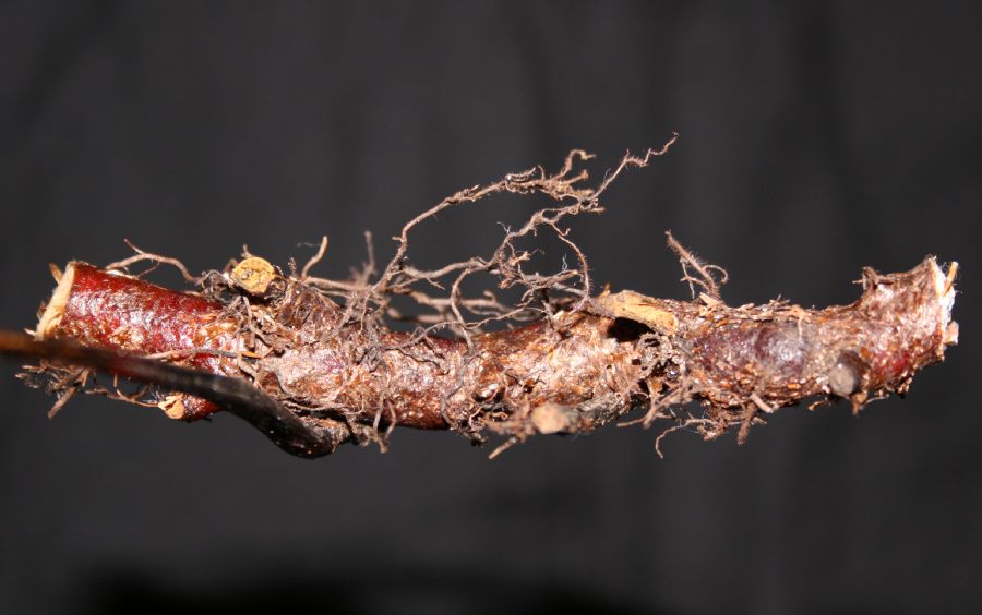 Blechnaceae Anchistea virginica
