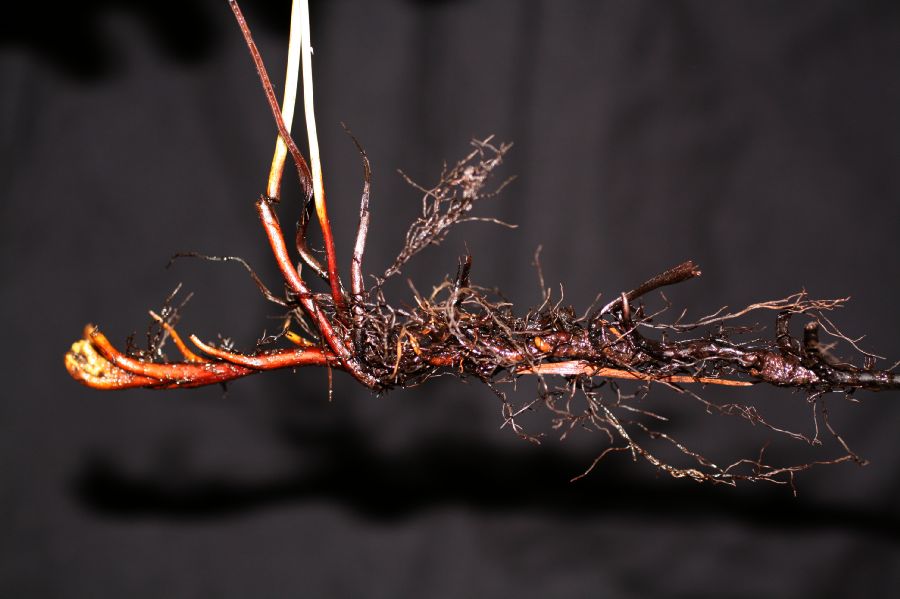 Blechnaceae Lorinseria areolata