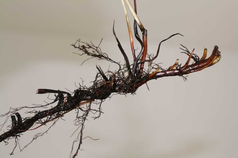 Blechnaceae Lorinseria areolata