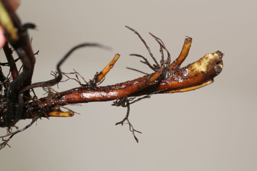 Blechnaceae Lorinseria areolata
