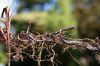 image of Thelypteris palustris