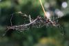 image of Thelypteris palustris