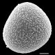 image of Acrostichum aureum