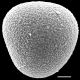 image of Acrostichum aureum