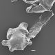 image of Acrostichum aureum