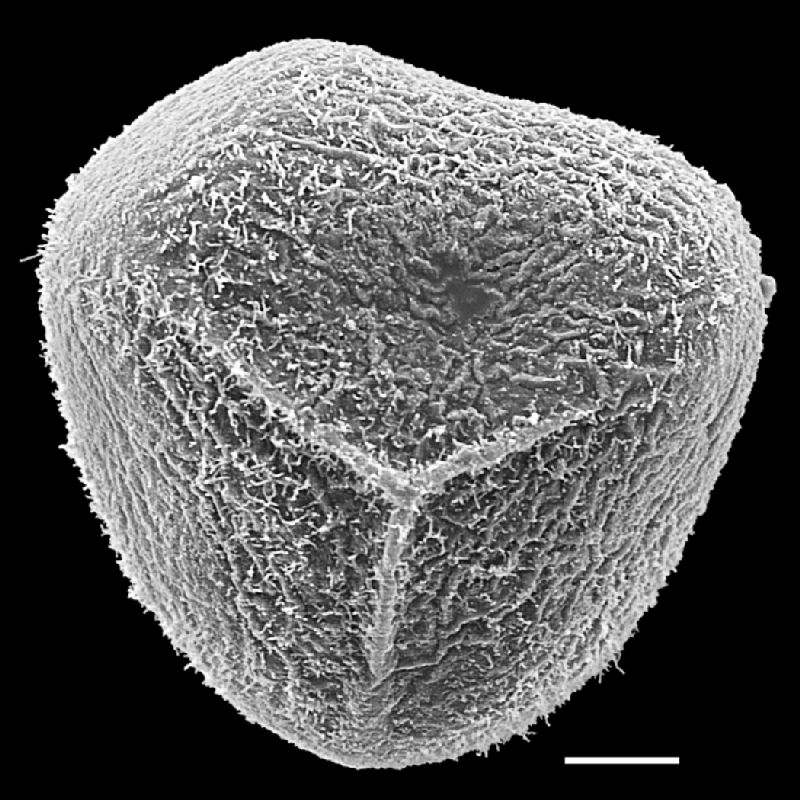 Pteridaceae Acrostichum danaeifolium