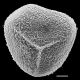image of Acrostichum danaeifolium