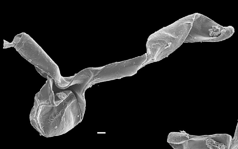 Pteridaceae Acrostichum danaeifolium