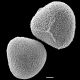 image of Acrostichum aureum