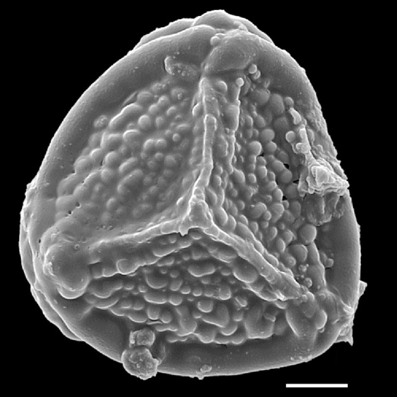 Pteridaceae Actiniopteris dimorpha