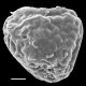 image of Actiniopteris dimorpha