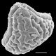 image of Actiniopteris dimorpha