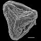 image of Actiniopteris dimorpha