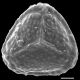 image of Actiniopteris radiata