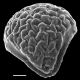 image of Actiniopteris radiata