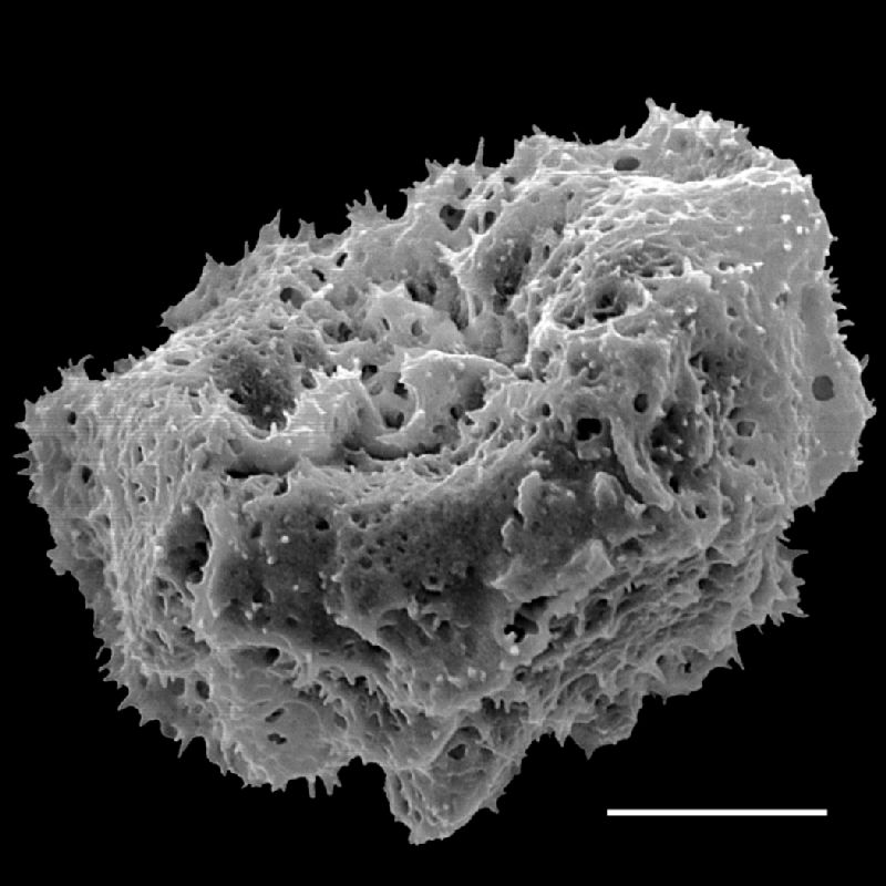 Dryopteridaceae Stigmatopteris nephrodioides