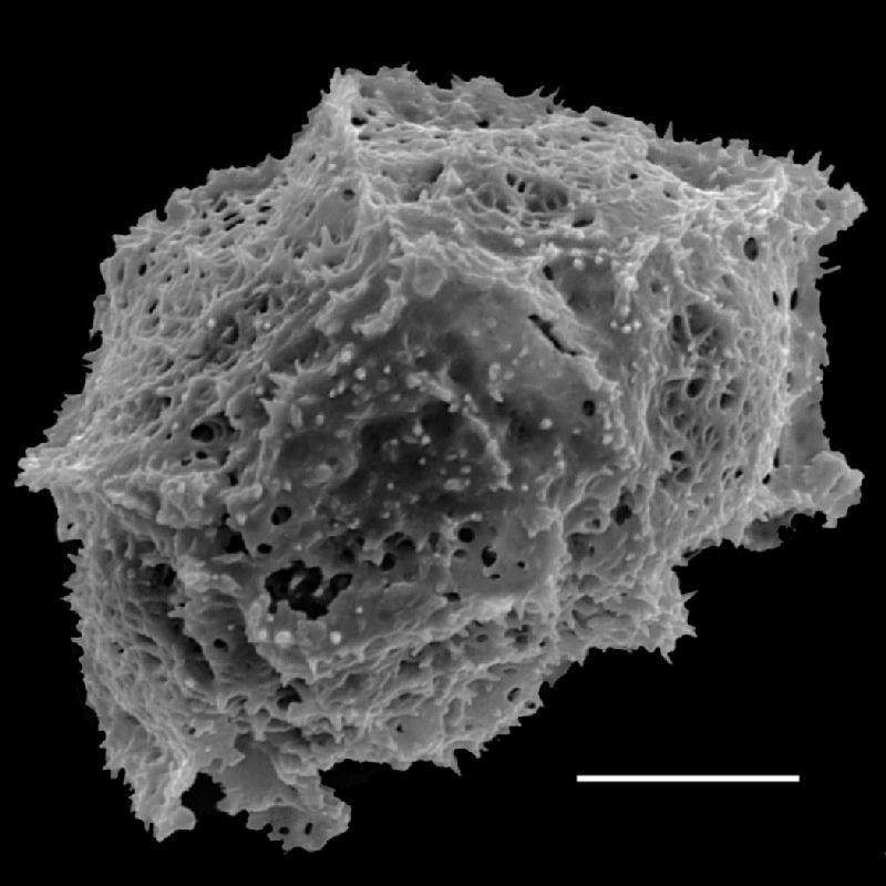 Dryopteridaceae Stigmatopteris nephrodioides