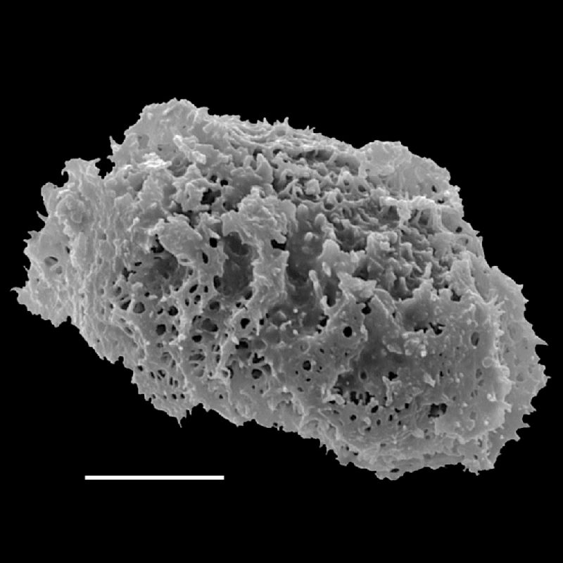 Dryopteridaceae Stigmatopteris nephrodioides