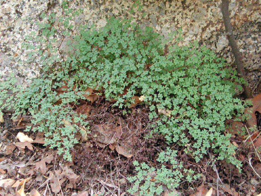 Pteridaceae Argyrochosma fendleri