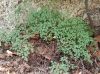 image of Argyrochosma fendleri