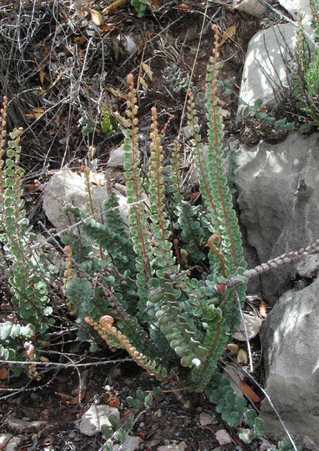 Pteridaceae Astrolepis cochisensis