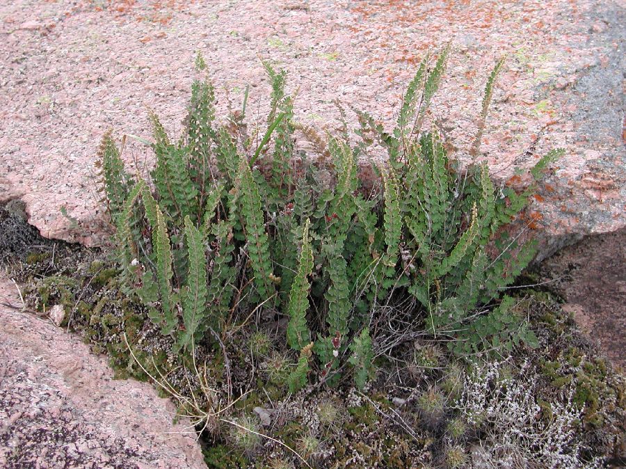 Pteridaceae Astrolepis sinuata