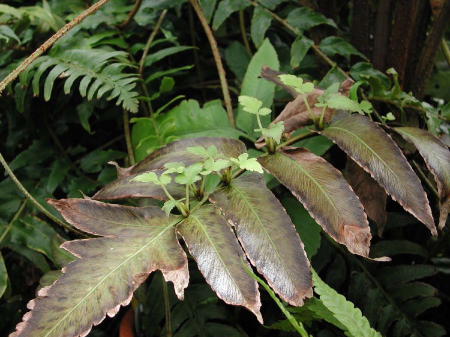 Athyriaceae Diplazium proliferum