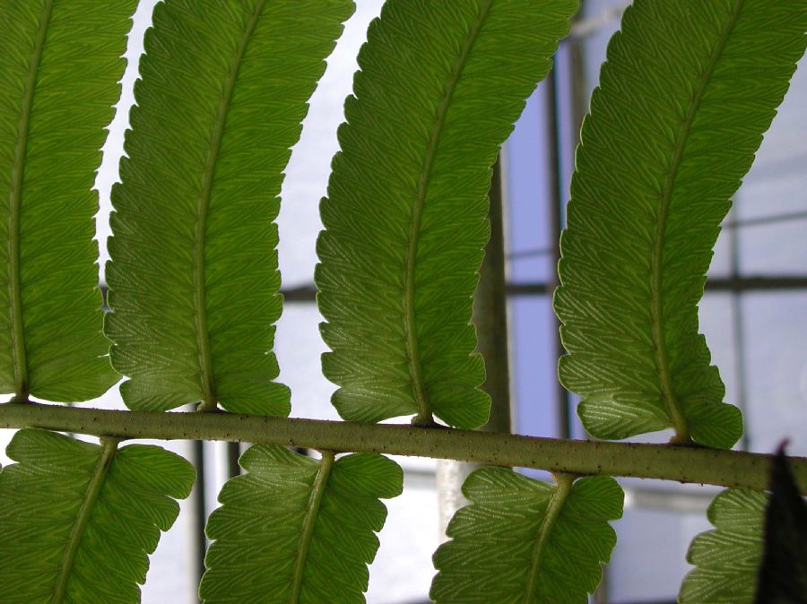 Athyriaceae Diplazium proliferum